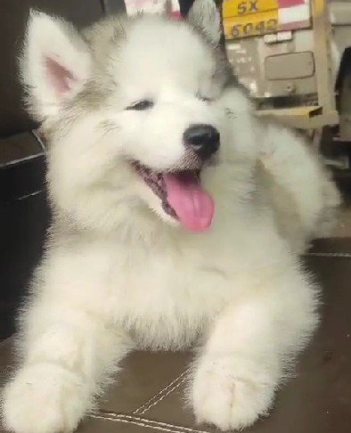Buy Male Siberian Husky Puppy from Chennai
